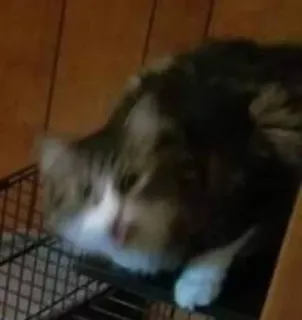 😱 a183b19b gatto, animale, animale domestico, animale domestico, soffice, felino telegram sticker