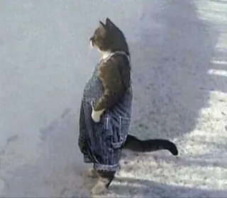 k o c h e n g telegram stickers