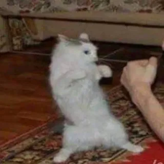 😠 b25c14a0 gatto, gatto in piedi, animale divertente, animale domestico telegram sticker