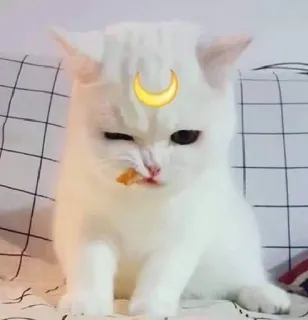 😉 bad1d8fc gatto, gattino, carino, luna, animale, bianco, divertente telegram sticker