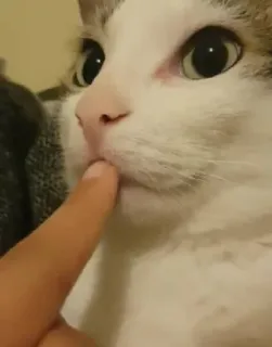 🤫 d6950bf5 gatto, dito, animale, carino, animale domestico telegram sticker