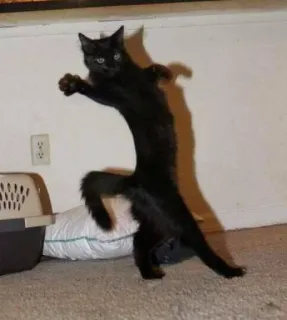 💃 dbe8abdb gatto, gatto nero, divertente, animale, in piedi, animale domestico, felino telegram sticker
