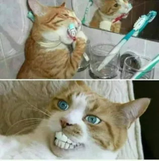 👄 ddd26a2f gatto, spazzolino da denti, animale, denti, animale domestico, umorismo, divertente telegram sticker