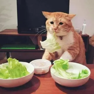 🥦 e2afc5a0 gatto, insalata, animale domestico, animale, cibo, vegetariano, divertente, lattuga telegram sticker
