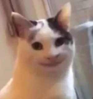 🙂 eca6293f gatto, animale, meme, animale domestico, divertente, carino telegram sticker