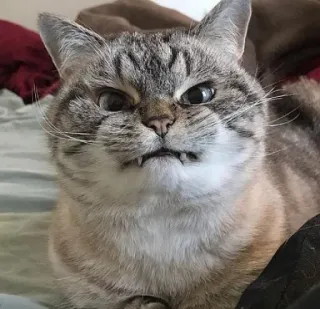 😠 ed47f60e gatto, arrabbiato, felino, animale domestico, animale, scontroso, carino telegram sticker