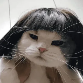 🐱 83fc1ace mèo, tóc giả, động vật, hài hước, thú cưng, meme telegram sticker