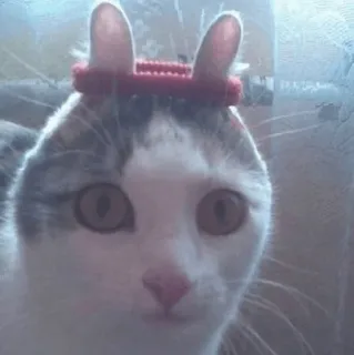 🐱 a16f9302 mèo, động vật, thú cưng, vật nuôi, mèo con, động vật có vú, họ mèo telegram sticker