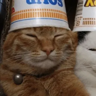 🐱 b20f3203 mèo, cốc, động vật, hài hước, dễ thương telegram sticker