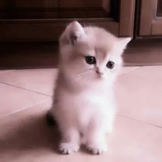 🗯 0cffdbfb anak kucing, kucing, lucu, hewan peliharaan, binatang, domestik, felin whatsapp sticker