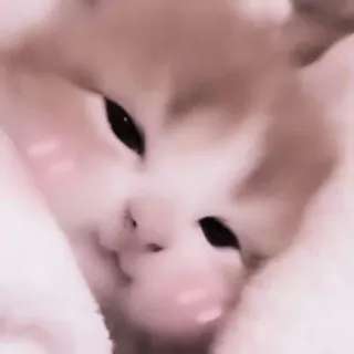 🗯 145d4467 kucing, anak kucing, lucu, hewan, peliharaan, menggemaskan whatsapp sticker