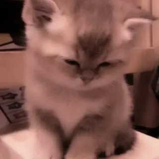 🗯 231db8b6 anak kucing, kucing, hewan, lucu, peliharaan, kucing, felin whatsapp sticker