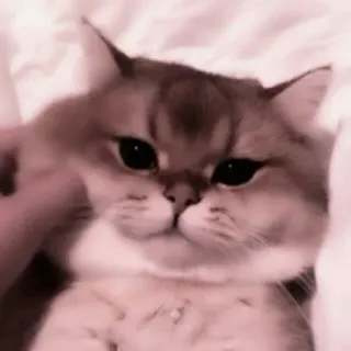 🗯 2a7e5196 kucing, imut, hewan, kucing peliharaan, binatang peliharaan whatsapp sticker