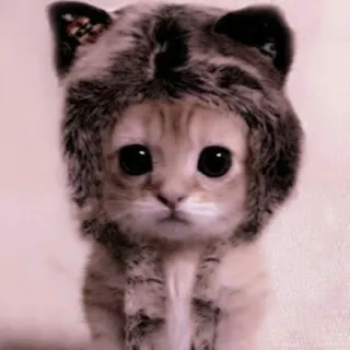 🗯 2f7d9e2a kucing, anak kucing, binatang, lucu, topi whatsapp sticker