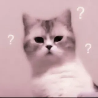 🗯 3d67b91e kucing, pertanyaan, bingung, hewan, peliharaan, lucu whatsapp sticker