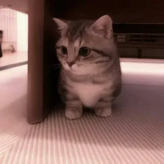 🗯 3fee2f0e kucing, anak kucing, hewan peliharaan, binatang, imut whatsapp sticker