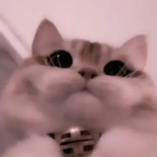 🗯 5707133e kucing, binatang, anak kucing, imut, hewan peliharaan whatsapp sticker