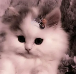 🗯 7fbaf326 anak kucing, kucing, hewan peliharaan, hewan, imut, berbulu, menggemaskan whatsapp sticker