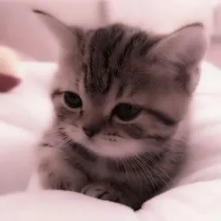 🗯 86ed0c97 kucing, anak kucing, hewan, imut, hewan peliharaan, domestik, mamalia whatsapp sticker