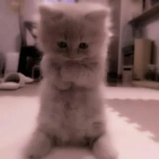 🗯 8e60e9fd kucing, anak kucing, lucu, hewan, berdiri whatsapp sticker