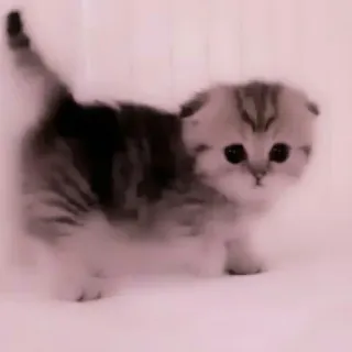 🗯 971b6125 kucing, anak kucing, hewan peliharaan, binatang, imut, hewan peliharaan whatsapp sticker
