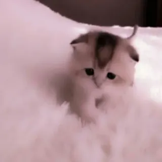 🗯 9763f73f anak kucing, kucing, imut, hewan, peliharaan, berbulu, kecil whatsapp sticker