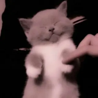 🗯 b4feba66 kucing, anak kucing, imut, hewan, peliharaan, tidur whatsapp sticker