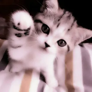 🗯 c477311f kucing, anak kucing, imut, hewan peliharaan, hewan, felidae whatsapp sticker