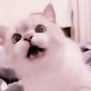 🗯 c515720c kucing, anak kucing, hewan peliharaan, hewan, imut, lucu, kucing putih, kucing kaget whatsapp sticker