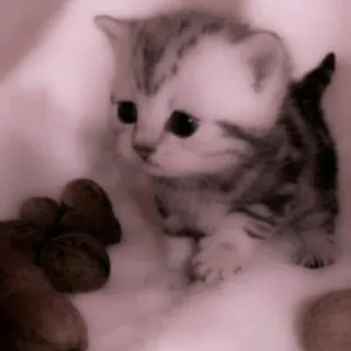 🗯 dd1ae104 anak kucing, kucing, hewan peliharaan, binatang, lucu, kenari whatsapp sticker