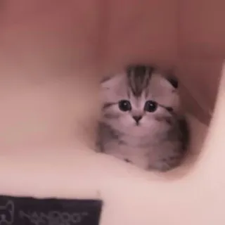 🗯 e6a22d6e kucing, anak kucing, imut, hewan peliharaan, hewan, domestik, felin whatsapp sticker