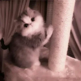 🗯 f4951b34 kucing, anak kucing, imut, hewan peliharaan, binatang, domestik whatsapp sticker