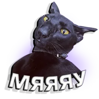 😼 57c589a9 МЯЯЯЯУ kucing, meong, kucing hitam, Oriental Shorthair, Rusia, teks telegram sticker