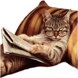 😌 0313da69 猫, 阅读, 报纸, 眼镜, 枕头, 动物 telegram sticker