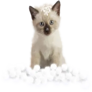 Кошки @StikerDi telegram stickers