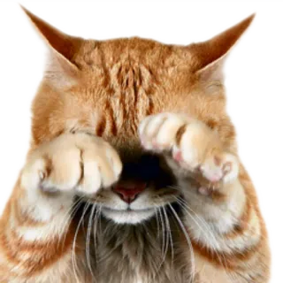 Кошки @StikerDi telegram stickers