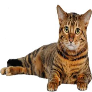 🙁 32f7c56a 猫, 动物, 宠物, 猫科动物, 家猫, 家养动物 telegram sticker