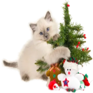 🎄 5c3a19e3 猫, 小猫, 圣诞节, 假日, 树, 雪人, 礼物 telegram sticker