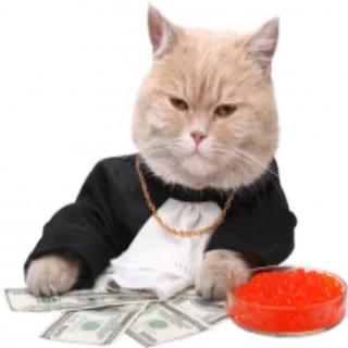 😎 65c5c906 猫, 富, 钱, 鱼子酱, 奢侈品, 动物, 贴纸 telegram sticker