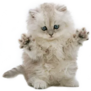 🤗 db82516f 猫, 小猫, 可爱, 毛茸茸, 动物, 宠物, 白猫 telegram sticker