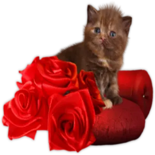 💐 fba2e8d0 猫, 小猫, 玫瑰, 花, 红色, 动物, 可爱 telegram sticker