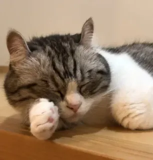 💤 0630afee cat, sleeping, cute, animal, pet whatsapp sticker