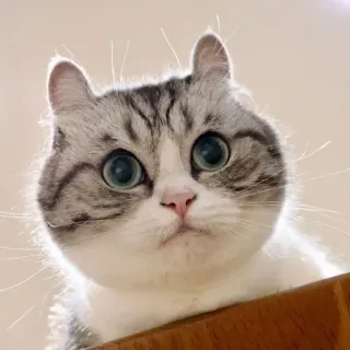 🧐 0a62903a cat, cute, animal, pet, mammal whatsapp sticker