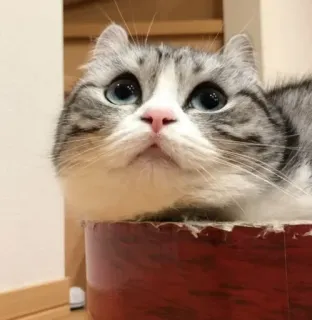 ⁉️ 1d57cc0a cat, cute, pet, animal, domestic whatsapp sticker