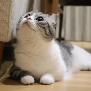 💕 21269175 cat, kitten, cute, pet, animal, domestic whatsapp sticker