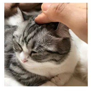 🐱 28e68170 cat, pet, animal, domestic, striped, cute whatsapp sticker