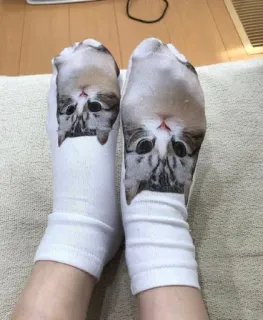 🧦 2ccd8c89 cat, socks, animal, cute whatsapp sticker