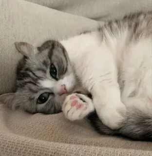 💤 6f93cedf cat, animal, cute, kitten, pet whatsapp sticker