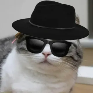 😎 7a4b359e cat, hat, sunglasses, fedora, animal, cute whatsapp sticker