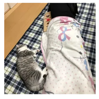 ⚰️ 883cb563 cat, blanket, animal, sleeping, pet whatsapp sticker